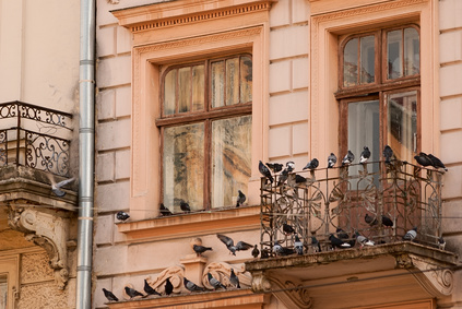 Taubenbefall an denkmalgeschützter Fassade und auf dem Balkon