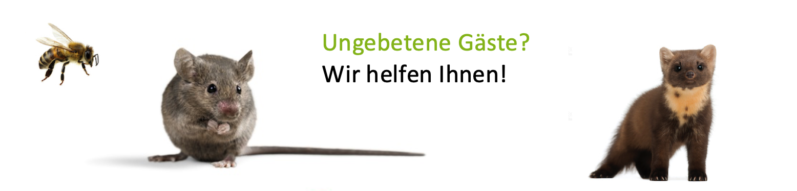 Ungebetene Gäste? Wir helfen Ihnen! Abbildung: Biene, Maus und Marder
